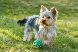 Small Dog Breeds for People who Lead Active Lives