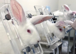 Světový den laboratorních zvířat – známé osobnosti i veřejnost chtějí pokusy bez zvířat