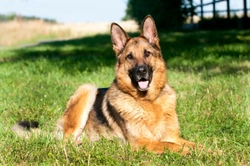 Some frequently asked questions about canine arthritis