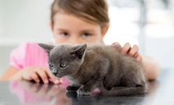 Getting children involved in cat care