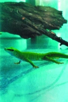 Phelsuma madagascariensis grandis