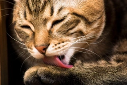 How Do Cats Groom? Understanding Cat Grooming Habits