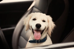 Dog and Cars in Summer