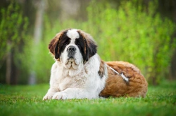 The Saint Bernard and Heart Disease