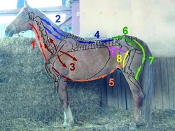 Jak funguje kůň - část 10.: Svaly hýbou trupem
