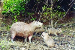 Kapybara (Hydrochaeris hydrochaeris)