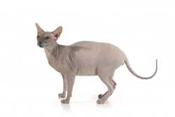 Hairless Cat Breeds