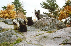 Skye terrier (Skajteriér)