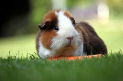 Guinea Pigs Do Better When Kept as Outdoor Pets