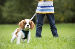 Walking a reactive dog on the lead