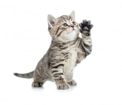 Rubbing Butter on Your Cat's Paws When You Move Home - Fact or Fiction?