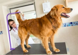 Anal gland problems in dogs