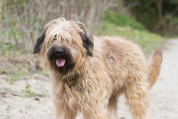 Is the Catalan sheepdog a good choice of pet?