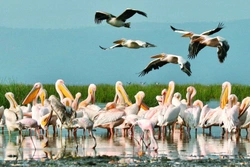 Ptačí svět Nakuru a Bogorie