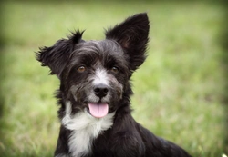 4 Brilliant Ways to Keep Your Dog Happy