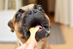 Do you order dog treats online? Beware the risk of imported jerky treats