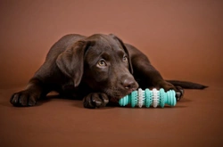 Puppy chewing - Do’s and don’ts for managing things