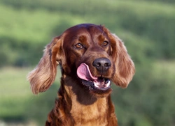 Megaoesophagus (MO) in the Irish Setter