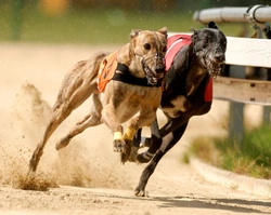 Greyhound Race 2010 * Halloween party s chrty