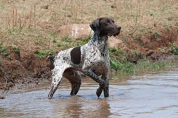 Lymphedema in the German shorthaired pointer