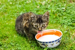 ¿Los gatos pueden beber leche?