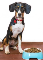 Pienso sin cereales. ¿Es beneficioso para mi perro?