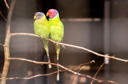 Plum headed Parakeet