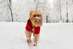 Are dog shoes for winter necessary?