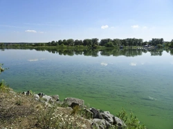 Five important FAQ about blue-green algae for dog owners