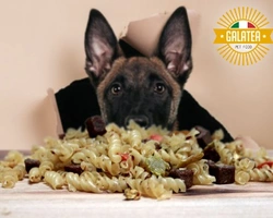 Come offrire un cibo completo al tuo cane