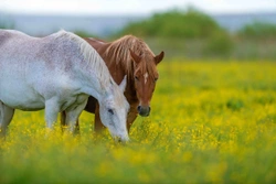 Betestider- så skyddar du hästen mot insekter