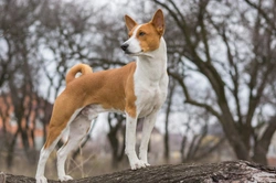 Fanconi syndrome in the Basenji dog breed