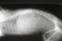 More information on dog (canine) x-rays