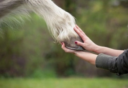 How to Make Sure Hooves Stay in Good Condition this Summer