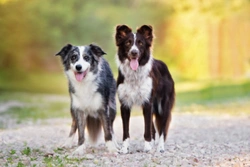 Trapped Neutrophil Syndrome (TNS) in Border collies