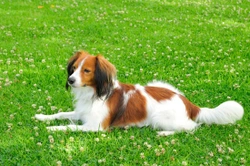 Is the Kooikerhondje a good choice of pet dog?