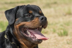 Stomach ulcers in dogs