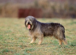 The Sapsali - A Charming Yet Lesser Known Korean Dog