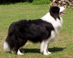 Le 5 domande più ricercate nel web sul Border Collie