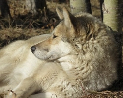 Cane Lupo Cecoslovacco: carattere del cane non proprio adatto a tutti