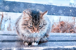 5 Key Autumn Impacts on Cat Health and Wellness