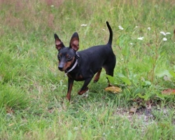 Pinscher Tedesco Nano e Medio - Info Carattere e Prezzi