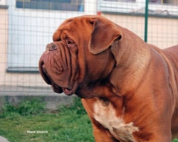 Le cure, la salute e il temperamento del Dogue de Bordeaux