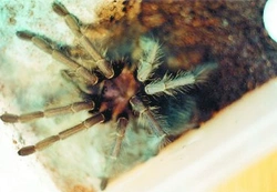 Phormictopus cancerides