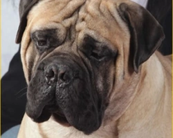 Il Bullmastiff è un cane da guardia, paziente e affettuoso