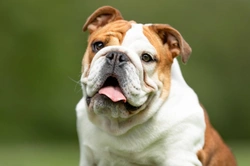 Complete Guide to Dog Tail Pocket Care & Ethical Breeders UK