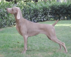 Le 5 domande più richieste nel web sul Weimaraner