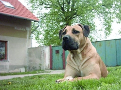 Boerboel