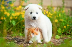 Tips to Help Establish a Happy Garden Share With Your Canine & Feline Friends