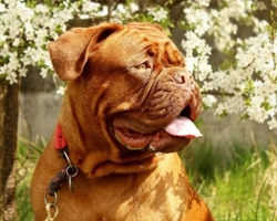 Dogue de Bordeaux: il gigante buono. Prezzi, carattere e dove trovarlo